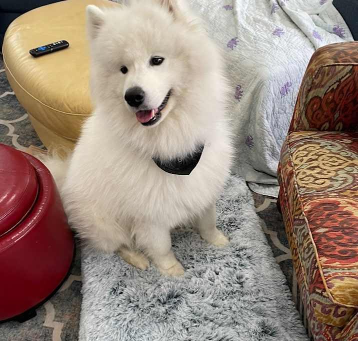 Photo of Prince