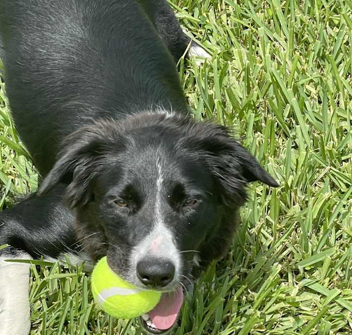 Photo of Dixie