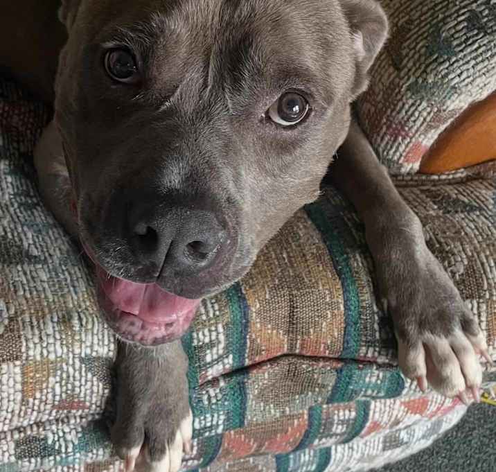 Photo of Tennison (in foster)