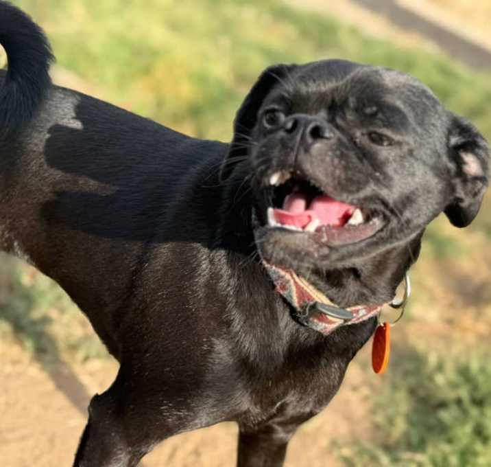 Photo of Lulu