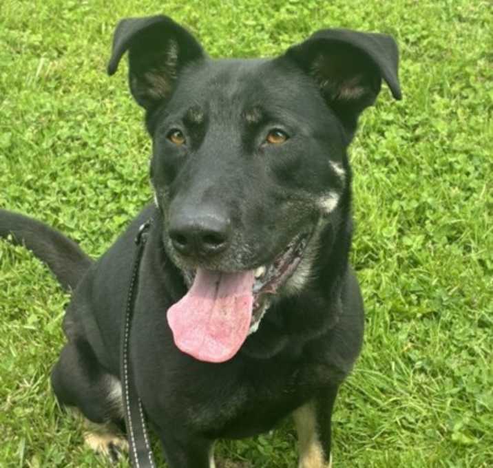 Photo of Chester