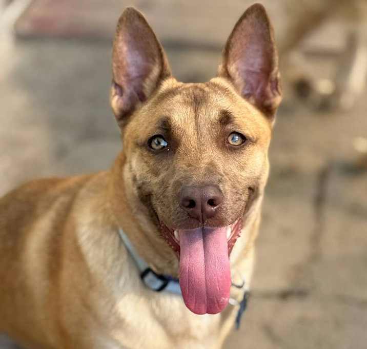 Photo of Nala