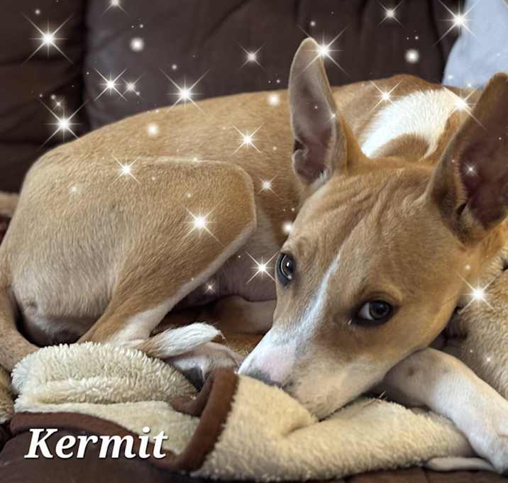 Photo of Kermit
