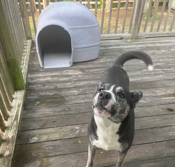 Photo of June Bug