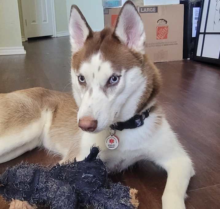 Photo of Zelda