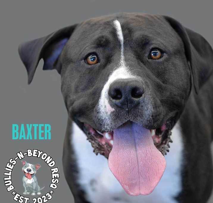 Photo of Baxter