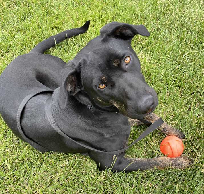 Photo of Nera