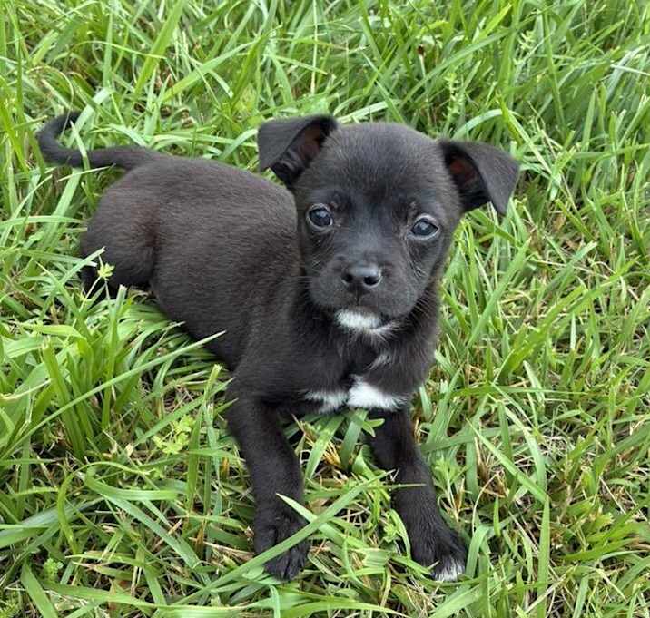 Photo of Bear