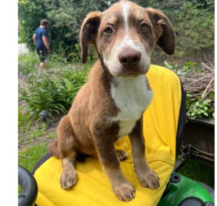 Photo of Clive May pup 5