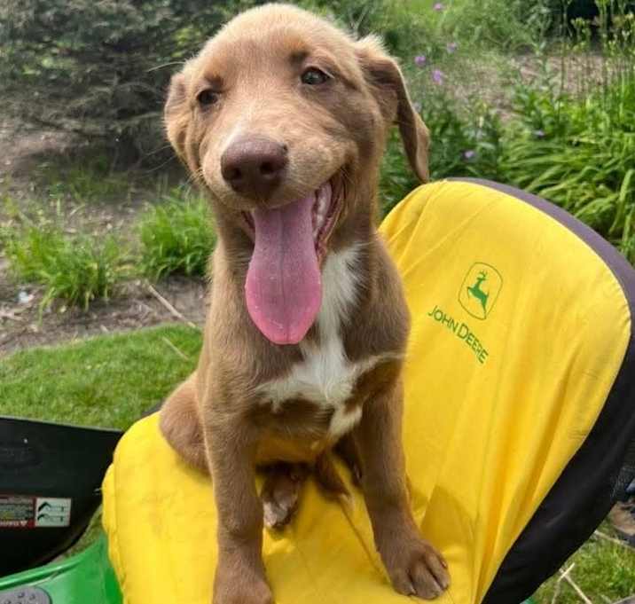 Photo of Juniper May pup 6