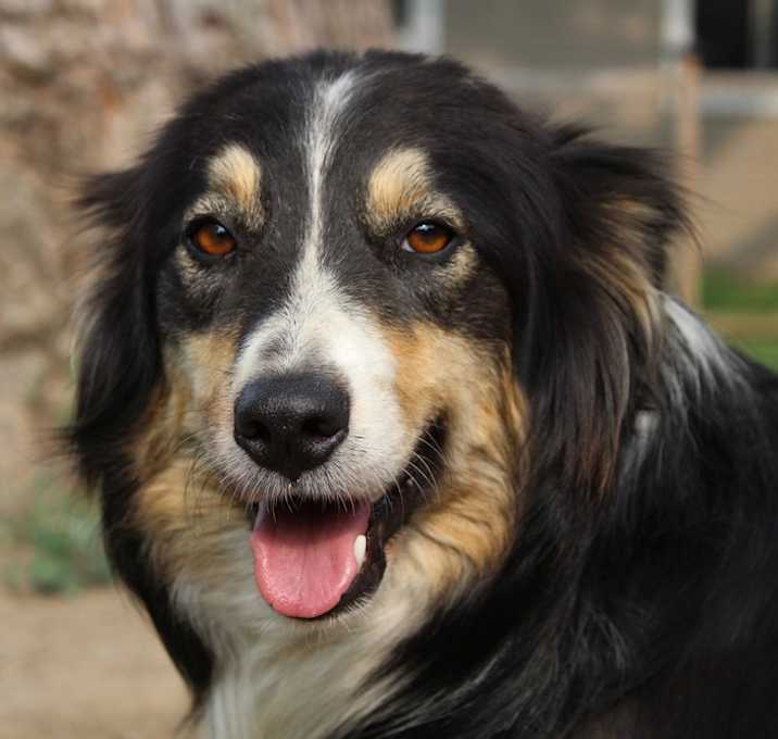 Photo of 0872 Trilly (formerly Sheila)