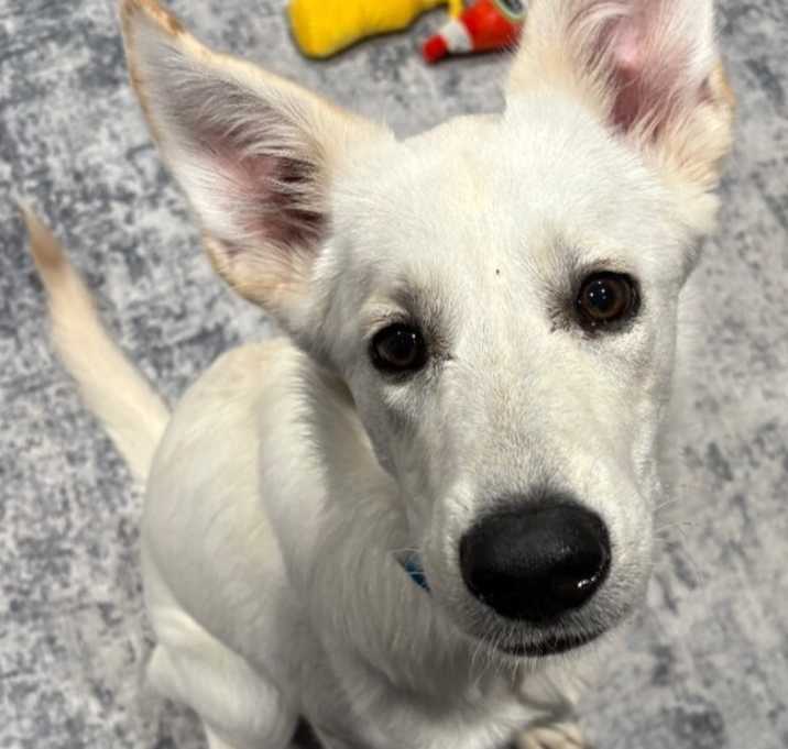 Photo of Skye (Tommie)