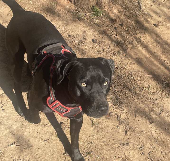 Photo of Roscoe