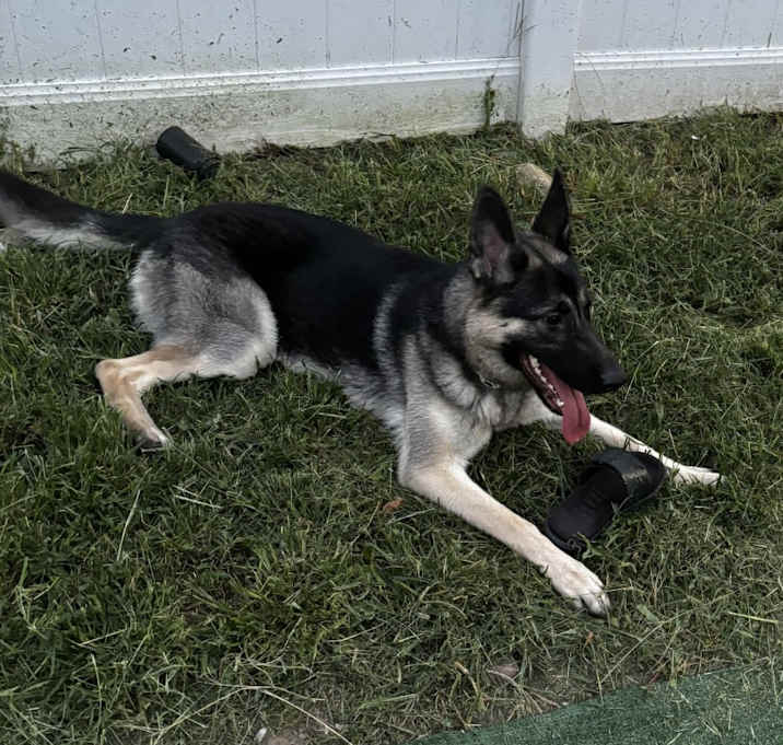 Photo of Nova