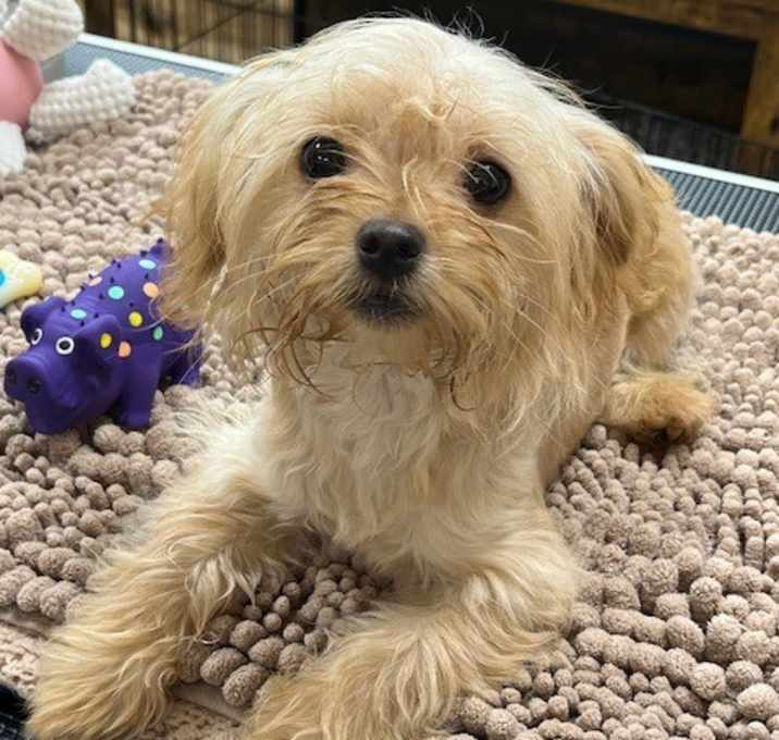 Photo of Stitch
