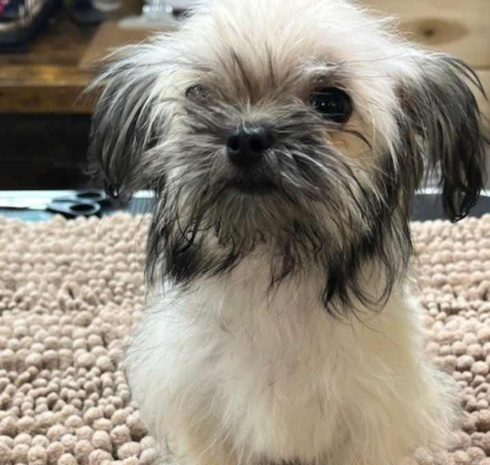 Photo of Pippa