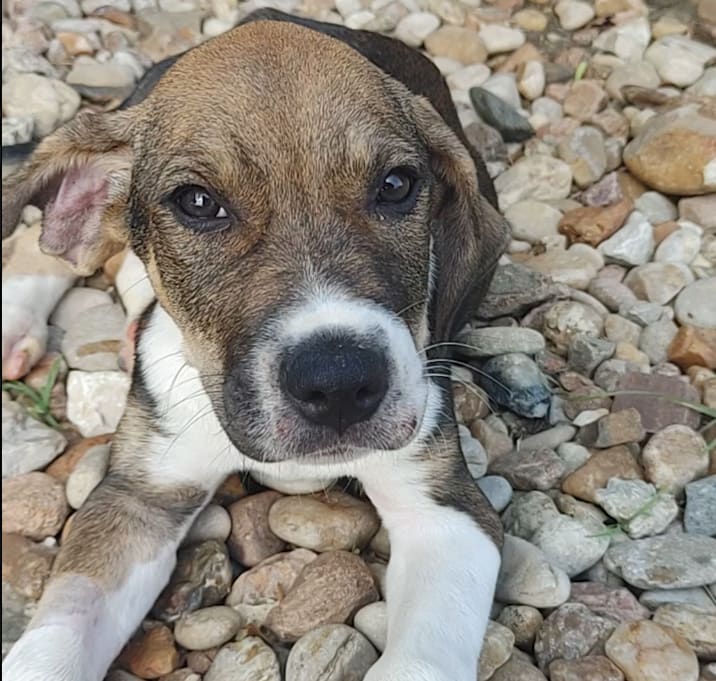 Photo of Wilbur