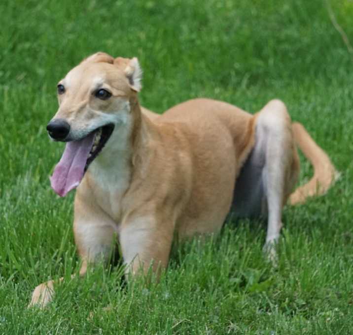 Photo of Izzy