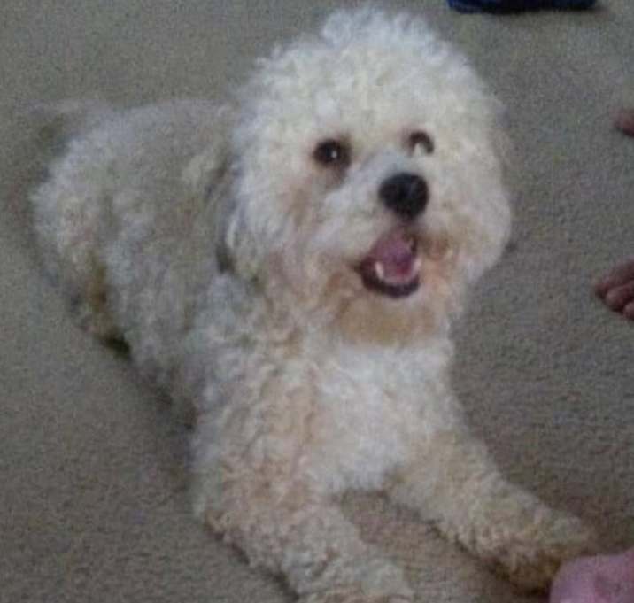 Photo of Milo