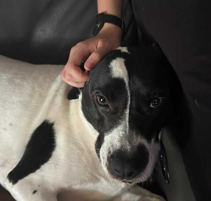 Photo of Oreo