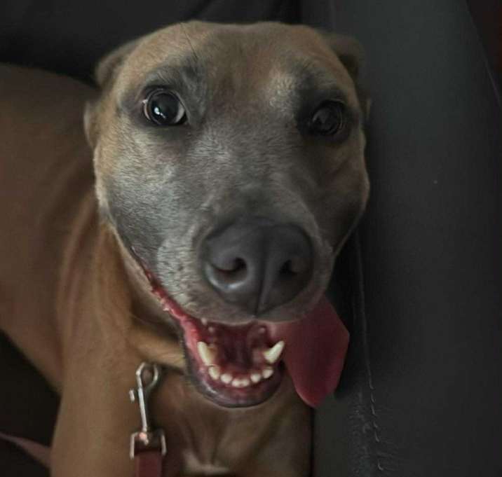 Photo of Peanut