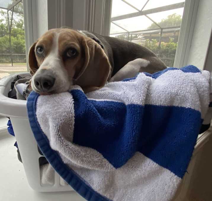 Photo of Rocco