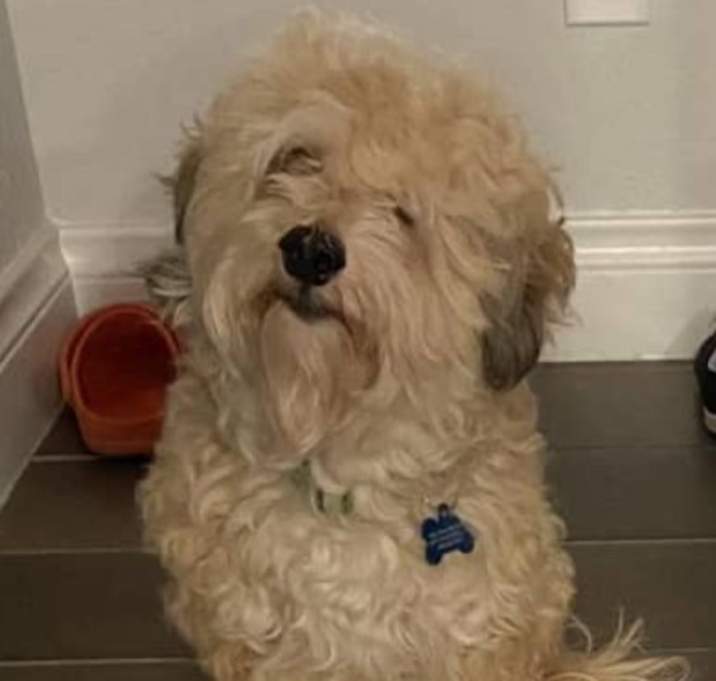 Photo of Bruno