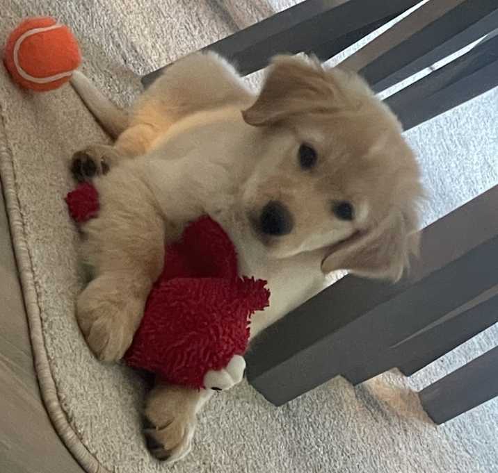 Photo of Sarge