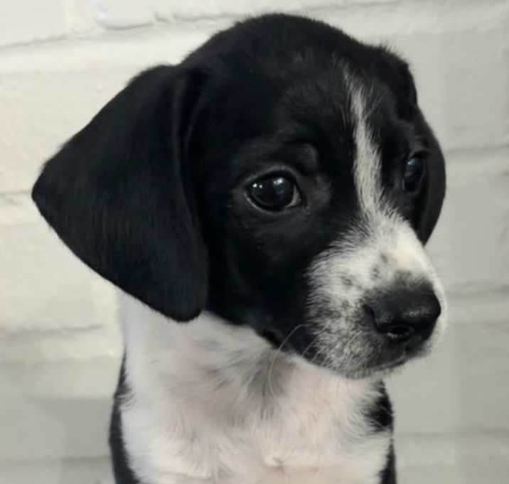 Photo of PUPPY LITTLE MANNY