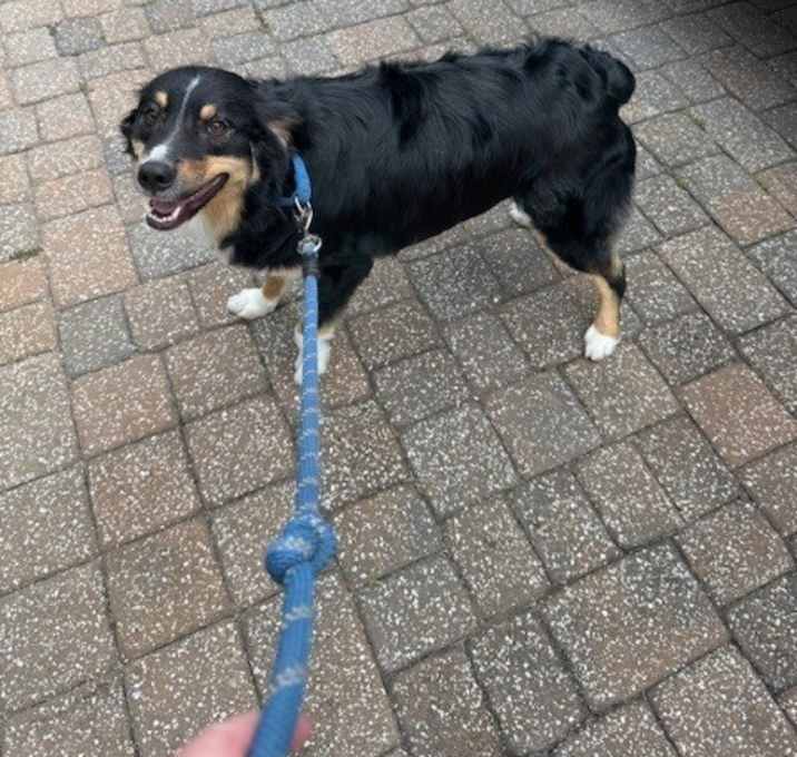 Photo of Koda