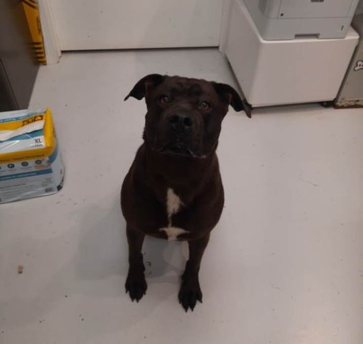 Photo of Kona