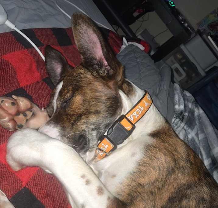 Photo of Peanut
