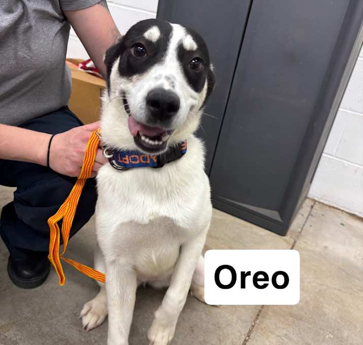 Photo of Oreo