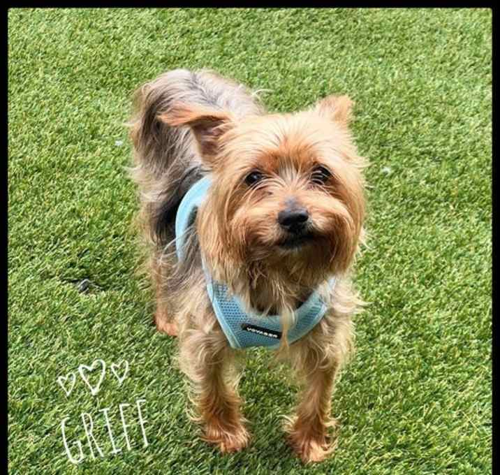 Photo of Griff