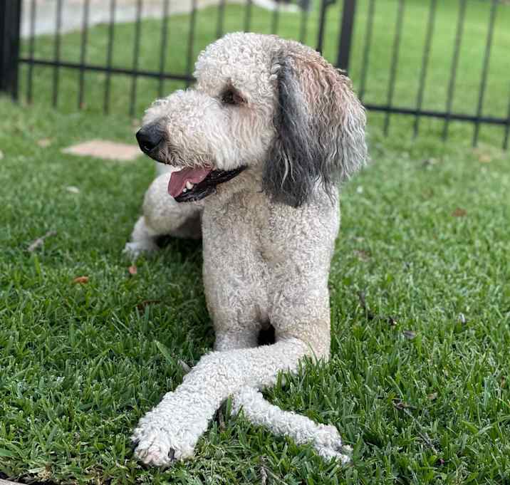 Photo of Astro