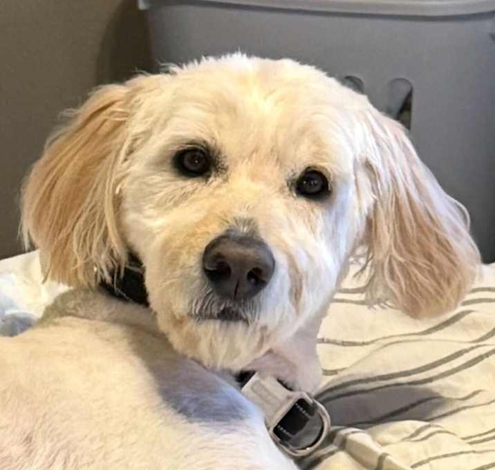 Photo of Gator