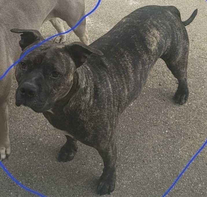 Photo of Smokey