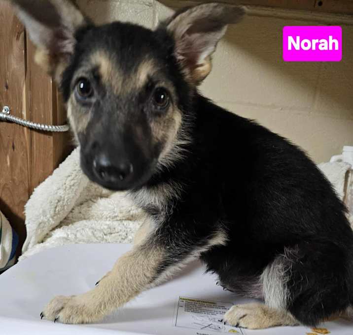 Photo of Norah Jones (11wk PUPPY)