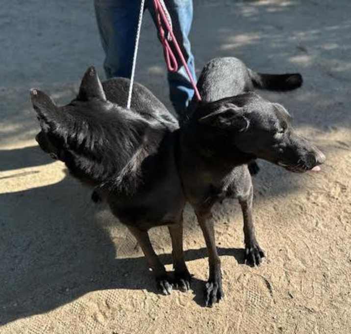 Photo of GRACE & KATIE (bonded pair)