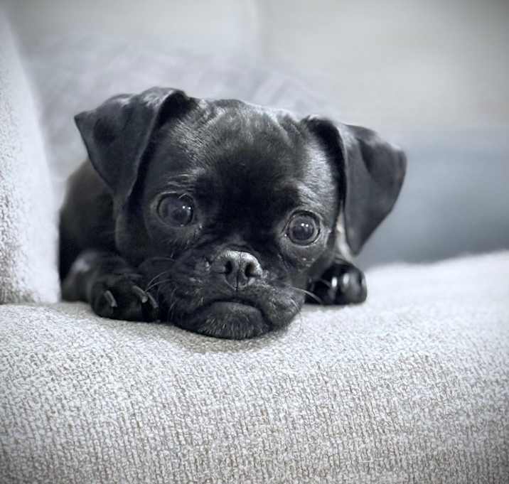 Photo of Tater Tot