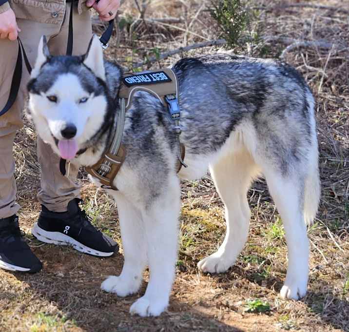 Photo of Rollo