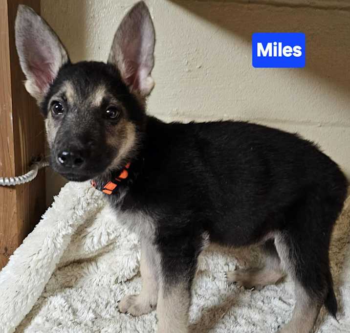 Photo of Miles Davis (11wk PUPPY)