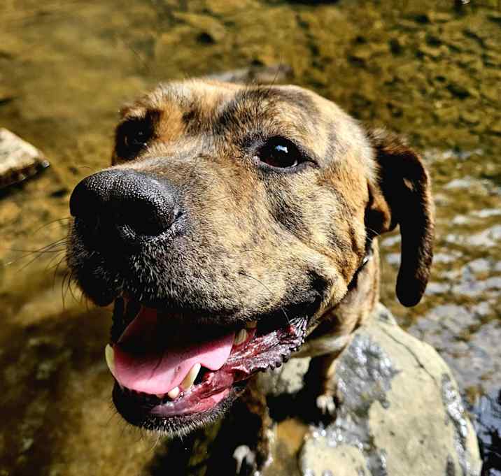 Photo of Barbatos (Barbas)
