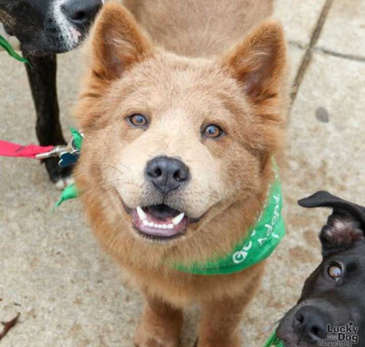 Photo of Sampson