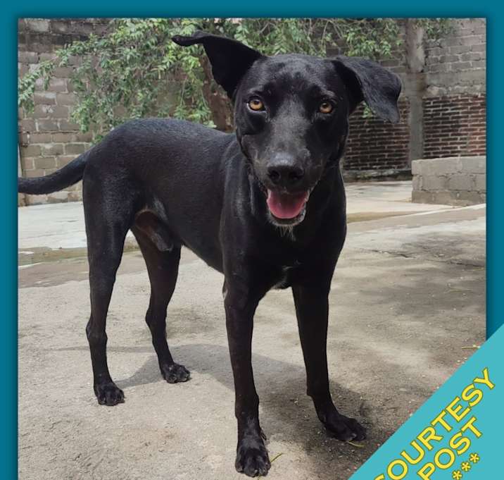 Photo of Pancho (CP)