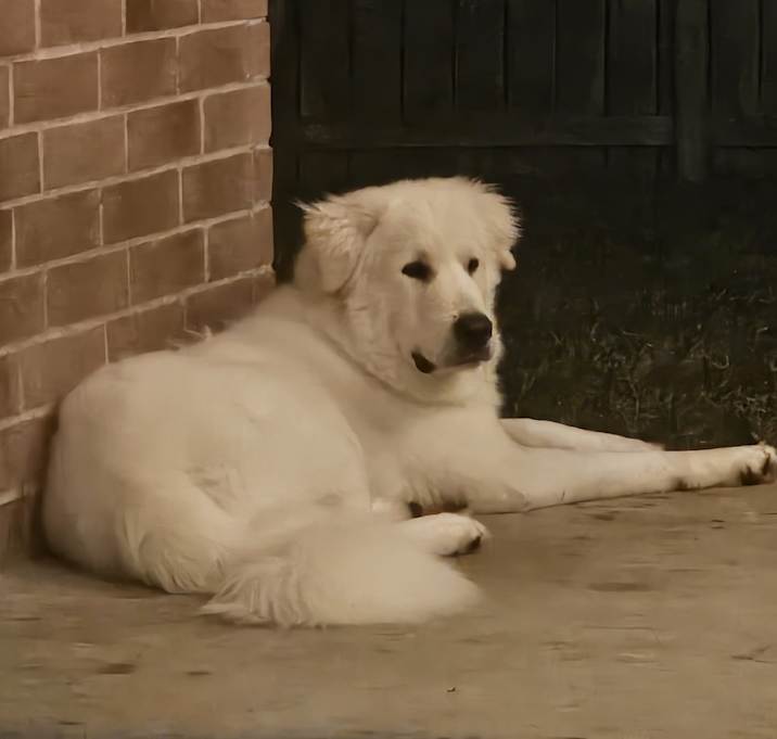 Photo of Benji