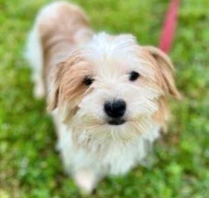 Photo of Ruby