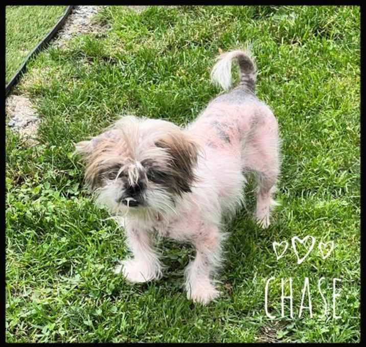 Photo of Chase
