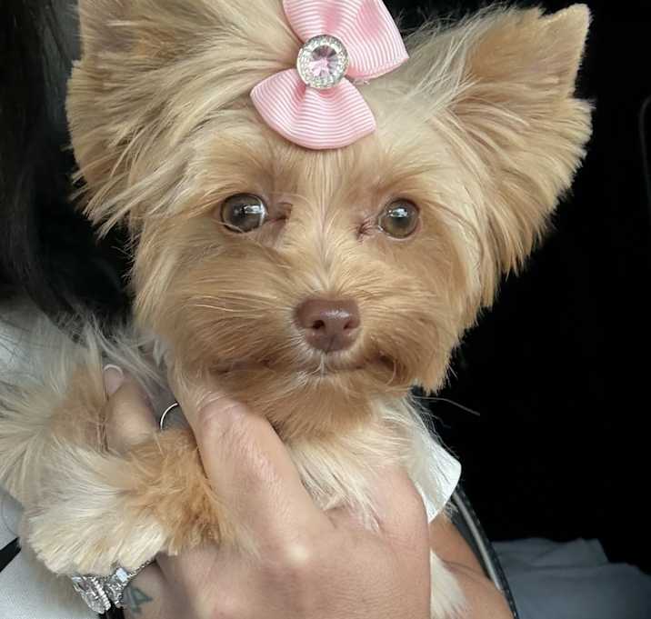 Photo of Remi