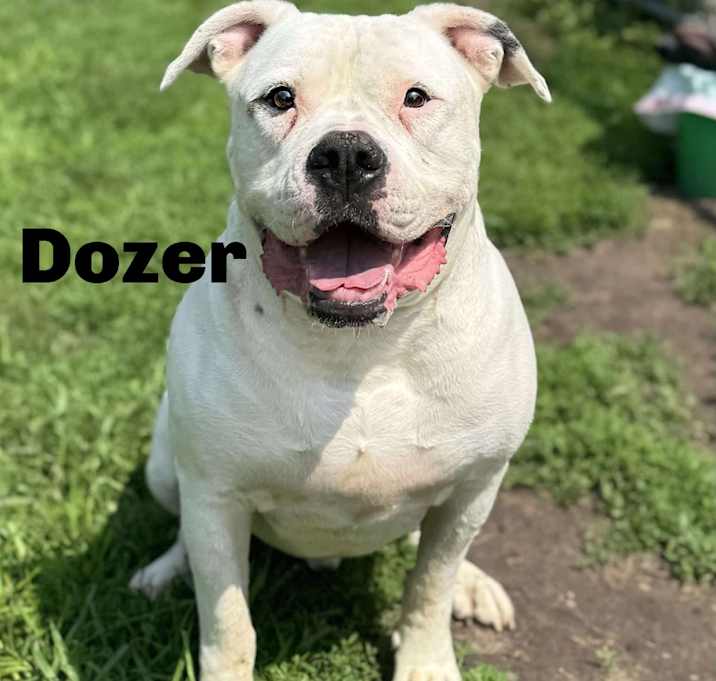 Photo of Dozer 250487